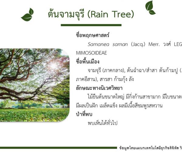 ต้นจามจุรี